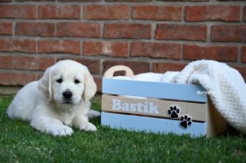 Dřevěná bedýnka s tlapičkami